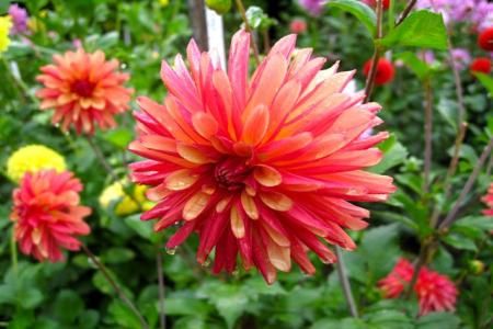 Dalia - floarea recunostintei si a respectului