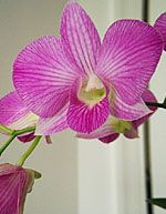 Orhideea