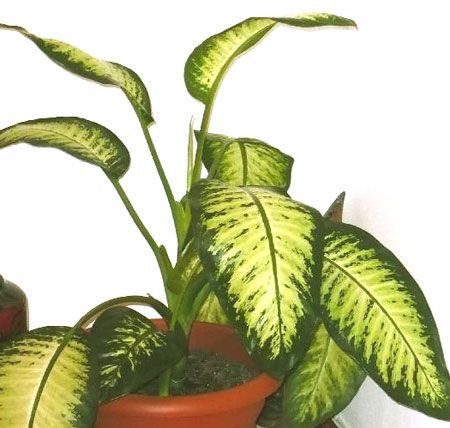 dieffenbachia