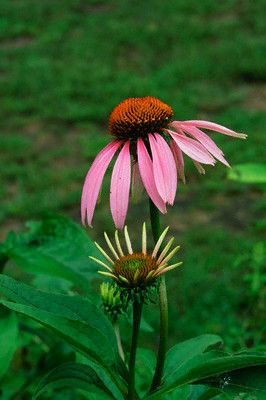 echinacea - tratamente naturiste cu aloe, echinacea, usturoi si cimifuga