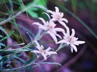 edelweiss