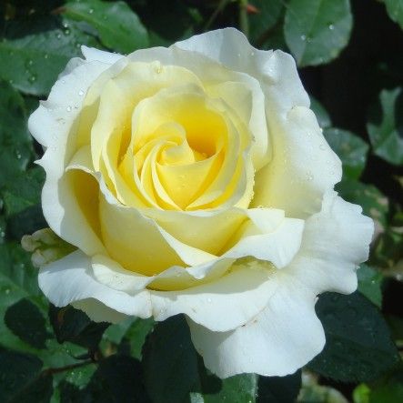 Trandafirul teahibrid Elina - parfum si eleganta 