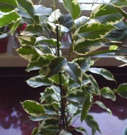 ficus benjamin