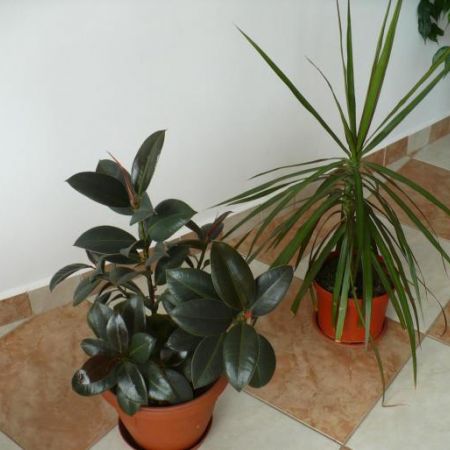 ficus dracena