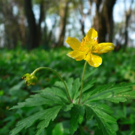 floare galbena in padure foto lavinia rorich