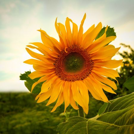 Rădăcina de floarea soarelui tratamentul prostatitei
