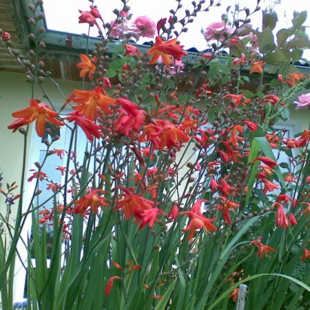 flori de gradina
