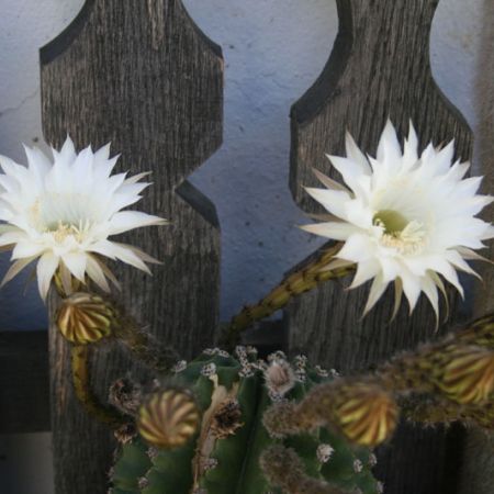 flori cactusi