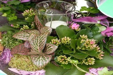 Aranjamente decorative cu plante mici