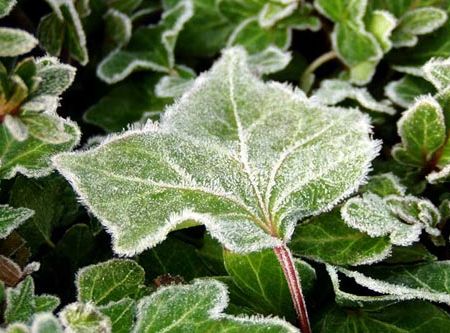 Protejarea plantelor de inghet si frig excesiv