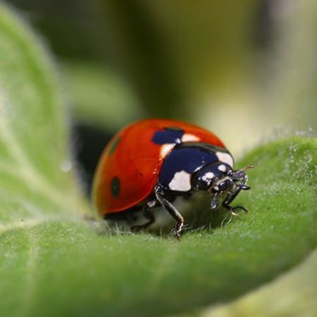 gargarita (insecte benefice pentru gradina)