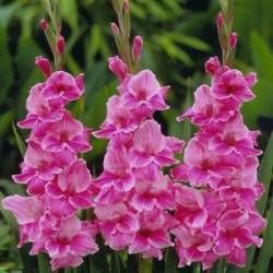 gladiole