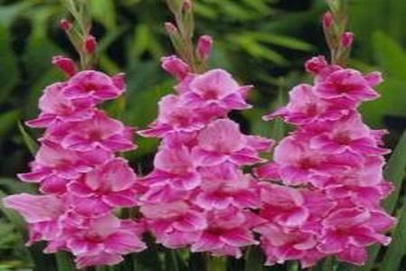 Gladiola - istorie si cod floral 