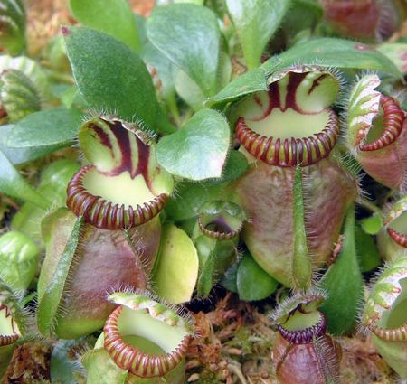 grup_de_Cephalotus_follicularis