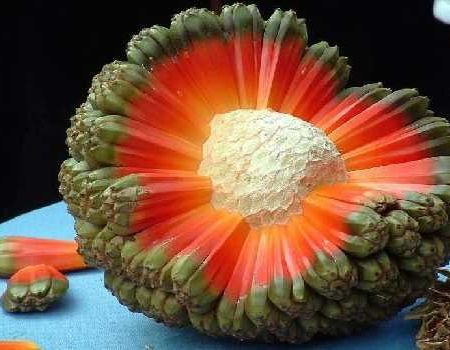Fructul hala - exotic si delicios 