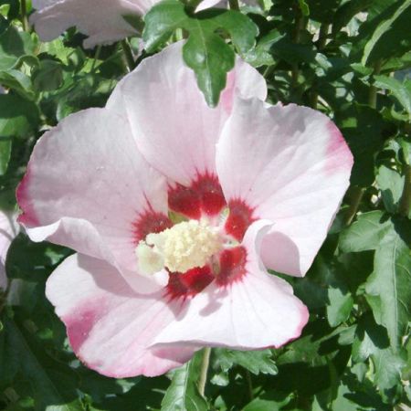 Ceai de hibiscus cu presiune: acțiune, beneficii, cum se prepară - Migrenă