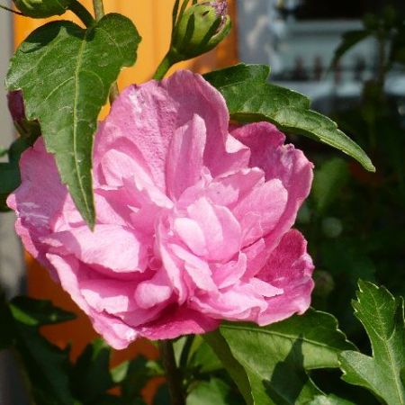 Hibiscus syriacus - un alt fel de trandafir