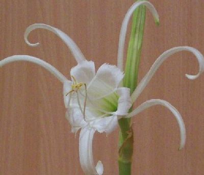 hymenocallis