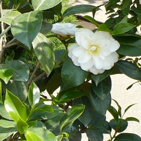 imagini flori Camelia