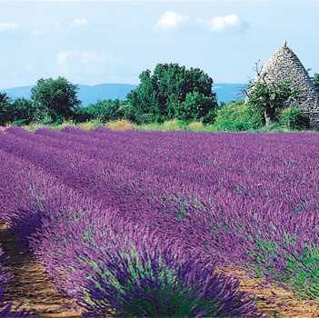 imagini-Provence