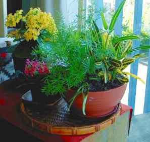 Plante de toamna pentru acasa
