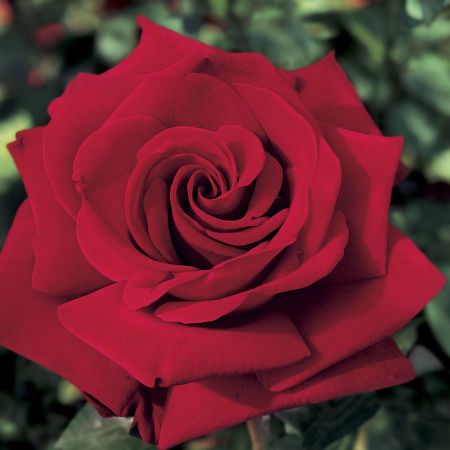 Trandafirul Ingrid Bergman 