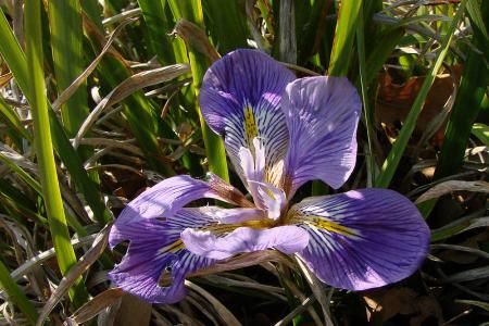 Flori de toamna. Irisul
