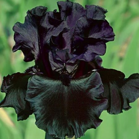 Irisul Negru