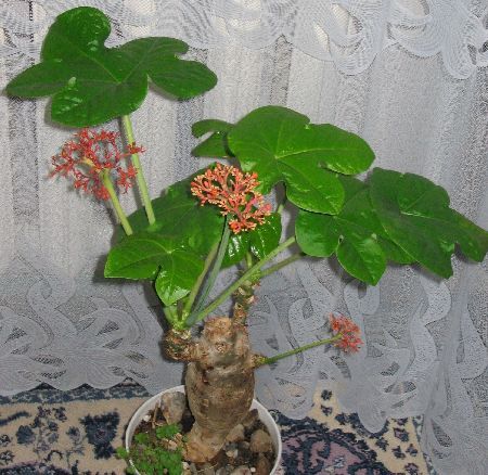 jatropha podagrica