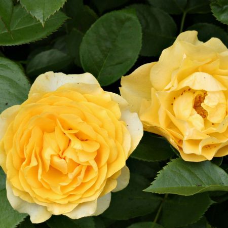 Trandafirii Julia Child 