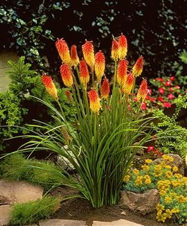 kniphofia