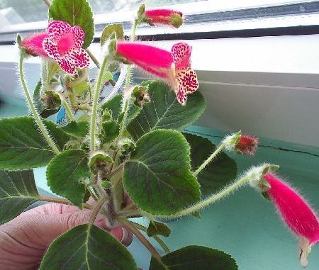 kohleria