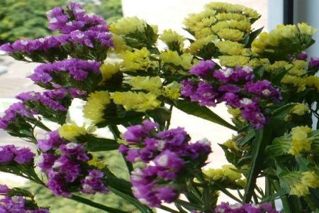Limonium sinuatum - pentru decor cu flori uscate