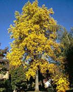 liriodendron tulipifera