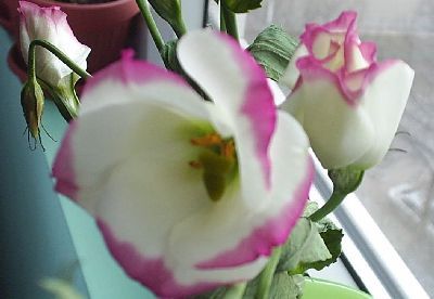 lisianthus eustoma