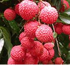 litchi proaspete