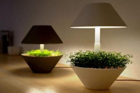 Lumina artificiala si plantele  