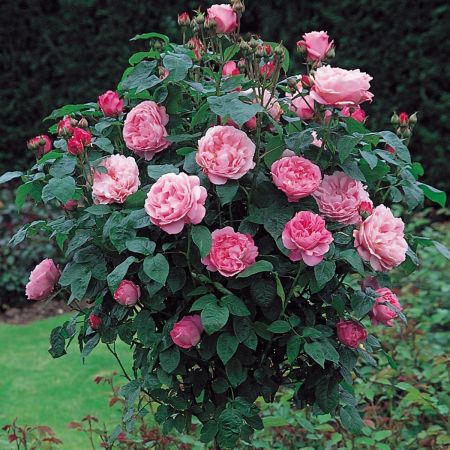 Trandafirul Mary Rose