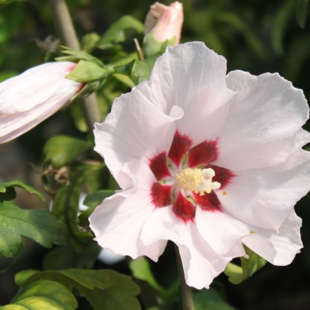 Hibiscus Gigant varietatea Matilda 