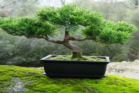 Totul despre bonsai