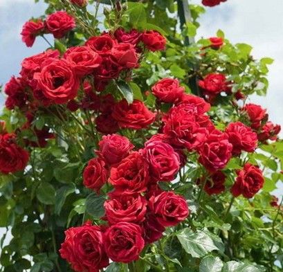 Trandafirii Mushimara 