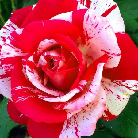 Trandafirii Neil Diamond