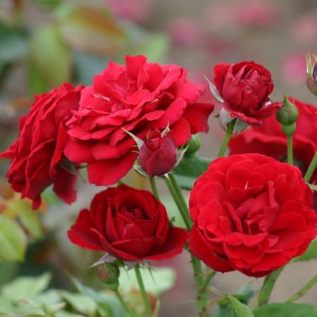Trandafirul Nina Weibull
