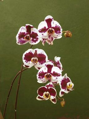 Orhidee Phalaenopsis 