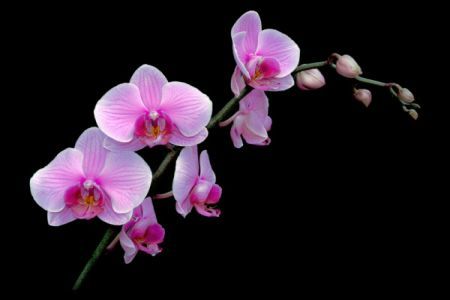 Phalaenopsis, orhideea ce da viata locuintei