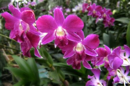 Simbolismul si codul floral al orhideelor