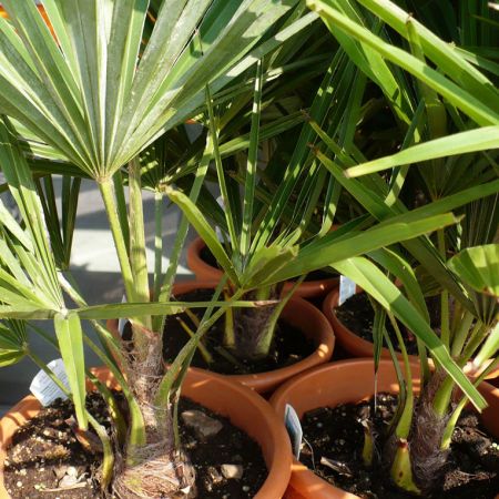 Palmieri- Trachycarpus fortunei - un palmier rezistent la frig