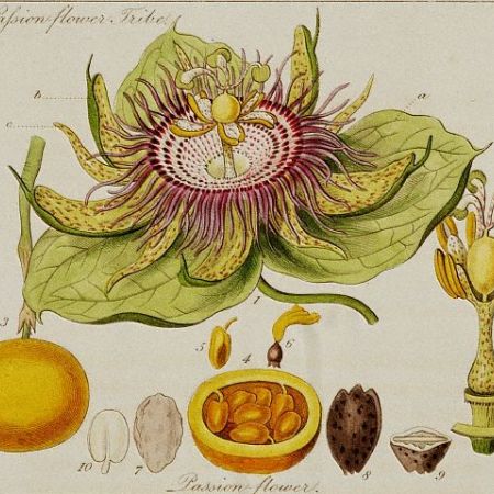 passiflora_desen_de_John_Lindley_1834