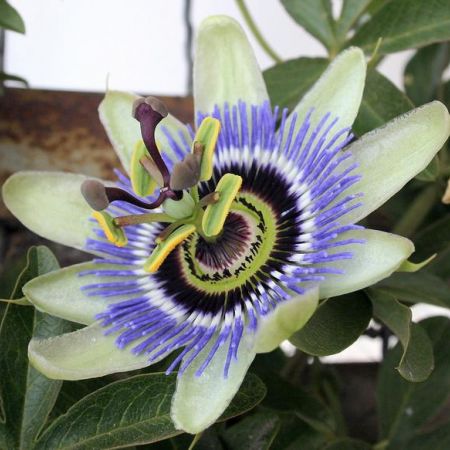 passiflora_detaliu