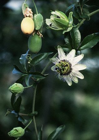 passiflora_tulpina_frunze_floare_fructe